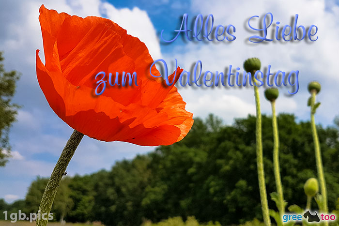 Mohnblume Alles Liebe Zum Valentinstag Bild - 1gb.pics
