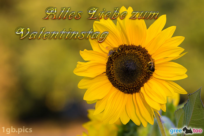 Sonnenblume Bienen Alles Liebe Zum Valentinstag