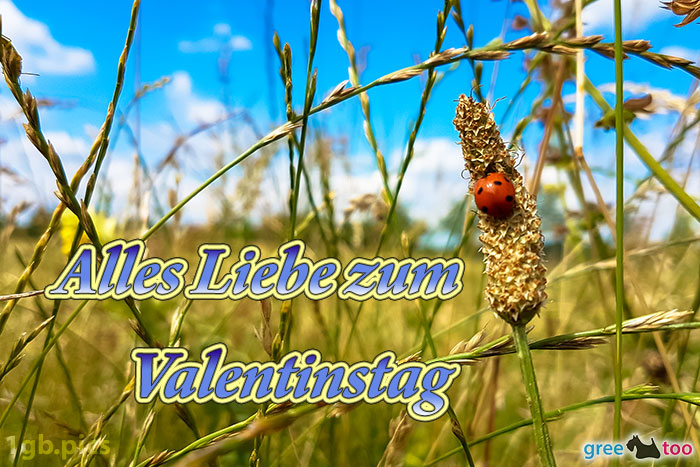 Marienkaefer Alles Liebe Zum Valentinstag