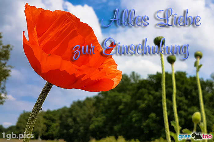 Mohnblume Alles Liebe Zur Einschulung