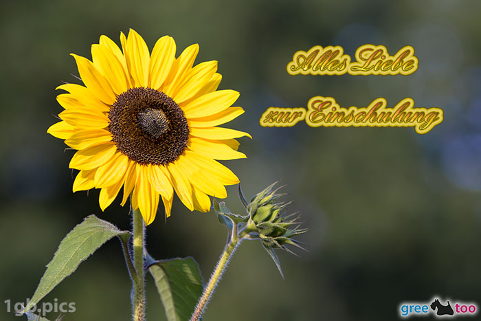 Sonnenblume Alles Liebe Zur Einschulung