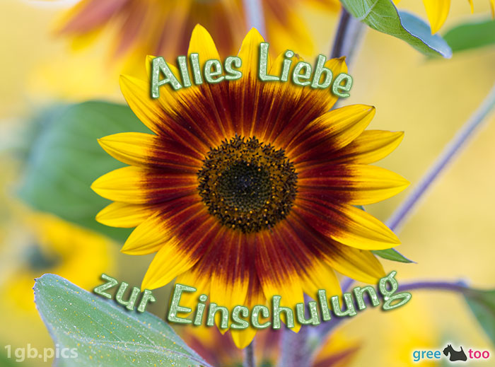 Sonnenblume Alles Liebe Zur Einschulung Bild - 1gb.pics