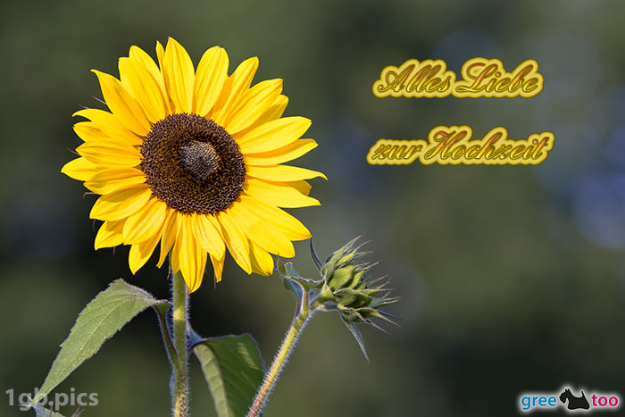 Sonnenblume Alles Liebe Zur Hochzeit