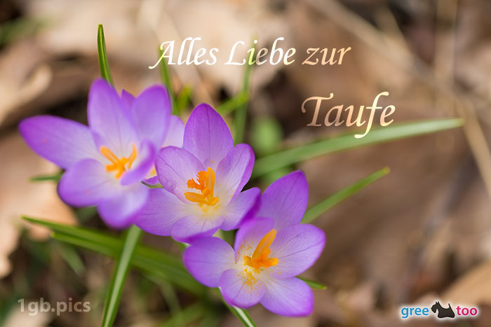 Lila Krokus Alles Liebe Zur Taufe