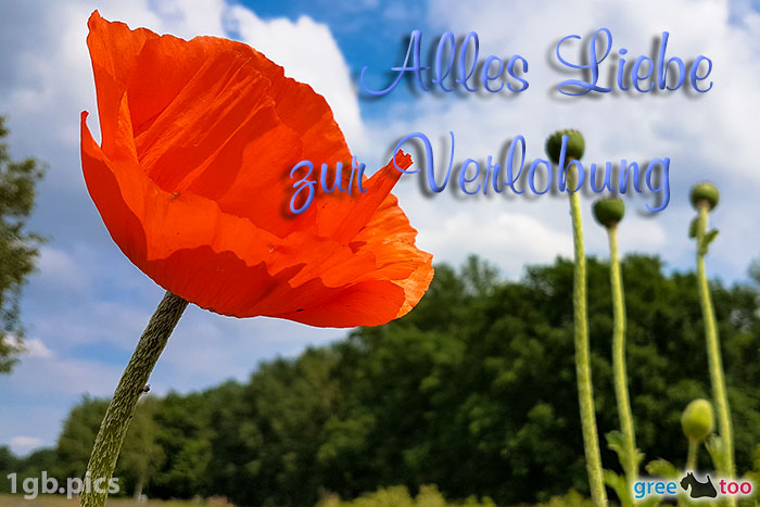 Mohnblume Alles Liebe Zur Verlobung