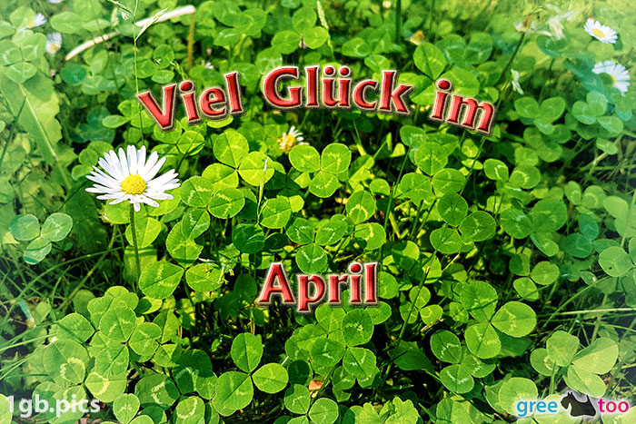 Klee Gaensebluemchen Viel Glueck Im April Bild - 1gb.pics