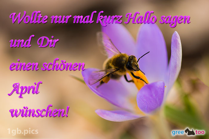 Krokus Biene Einen Schoenen April Bild - 1gb.pics
