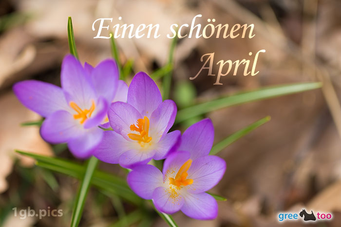 Lila Krokus Einen Schoenen April