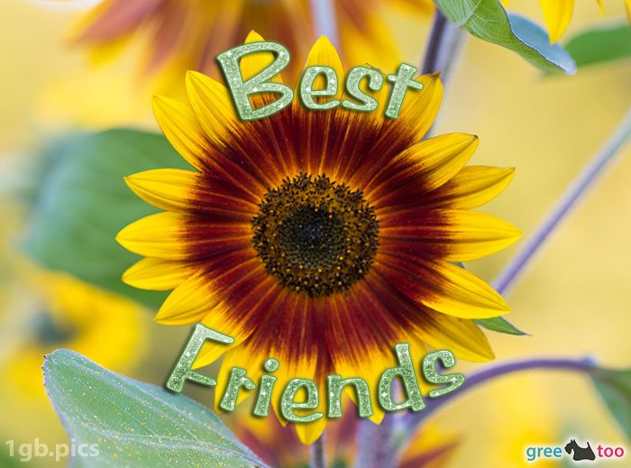 Sonnenblume Best Friends Bild - 1gb.pics