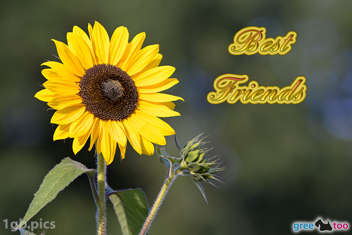 Best Friends von 1gbpics.com