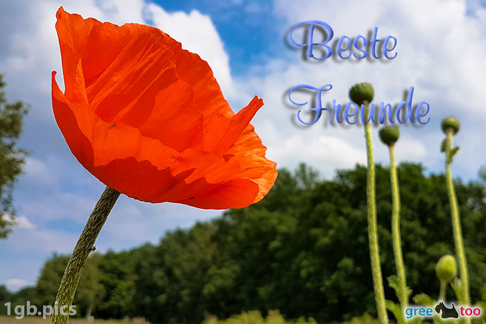 Mohnblume Beste Freunde