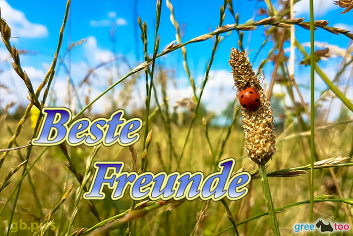 Beste Freunde von 1gbpics.com