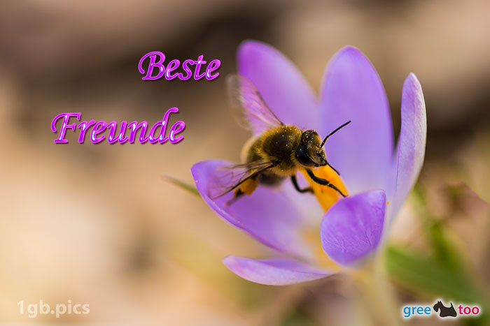 Krokus Biene Beste Freunde Bild - 1gb.pics