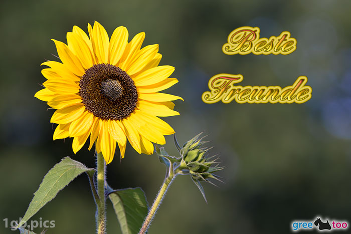 Sonnenblume Beste Freunde Bild - 1gb.pics