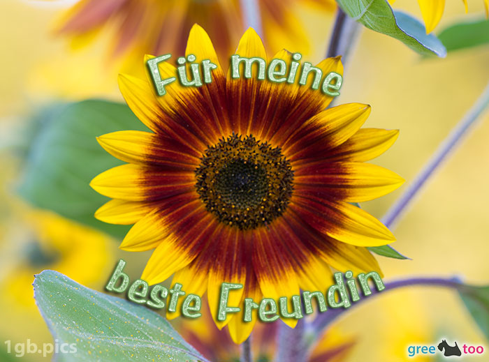 Sonnenblume Fuer Meine Beste Freundin