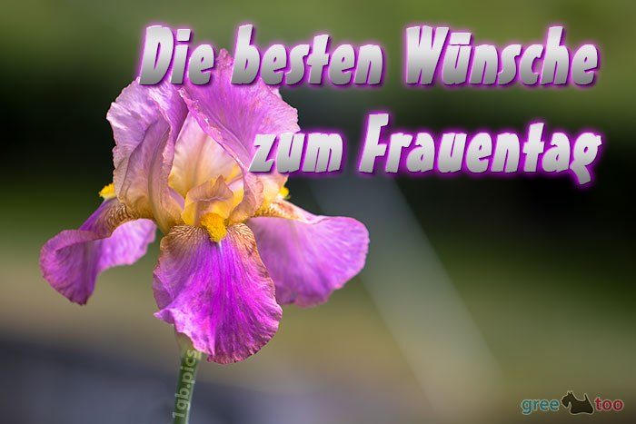 Die Besten Wuensche Zum Frauentag