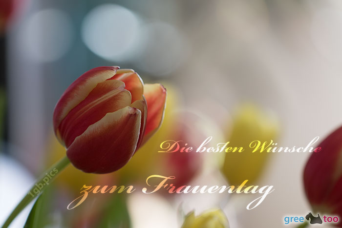 Die Besten Wuensche Zum Frauentag