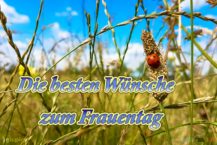 Die Besten Wuensche Zum Frauentag