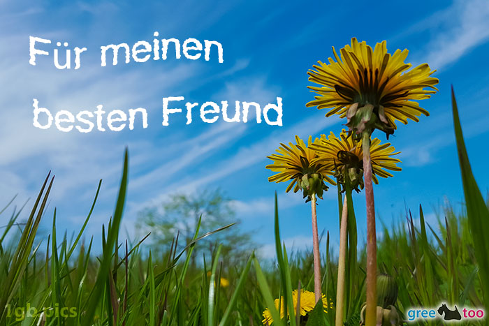 Loewenzahn Himmel Fuer Meinen Besten Freund