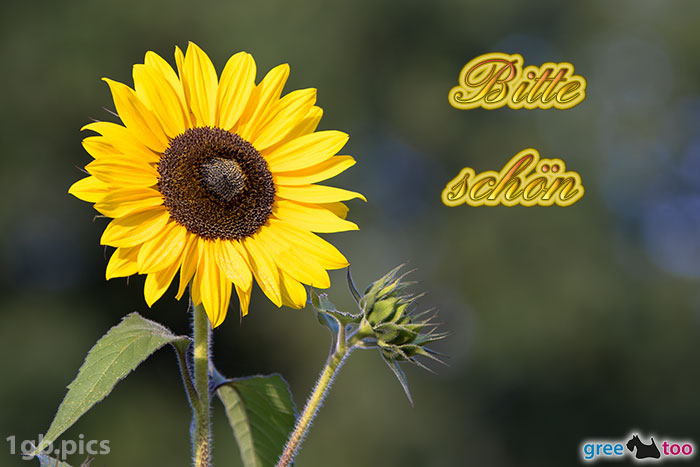 Sonnenblume Bitte Schoen Bild - 1gb.pics