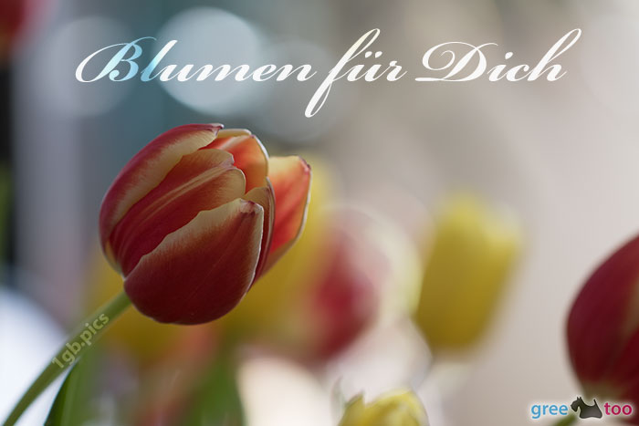 Blumen Fuer Dich Bild - 1gb.pics