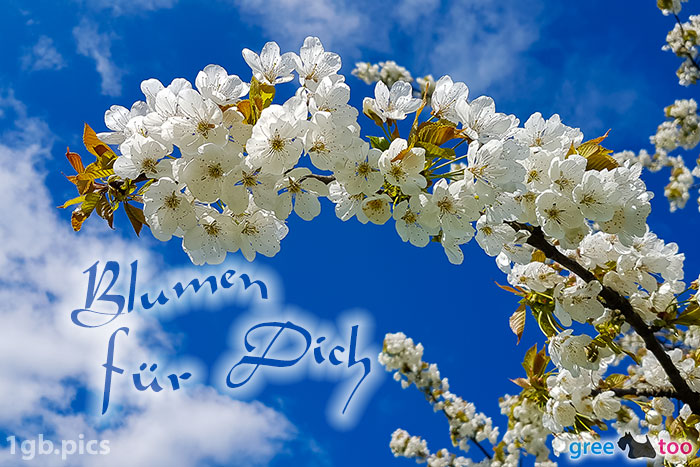 Kirschblueten Blumen Fuer Dich