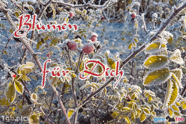 Hagebuttenstrauch Frost Blumen Fuer Dich Bild - 1gb.pics