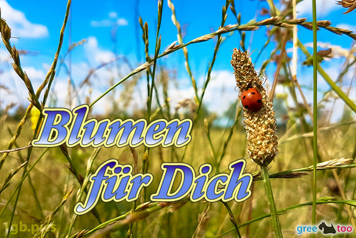 Marienkaefer Blumen Fuer Dich