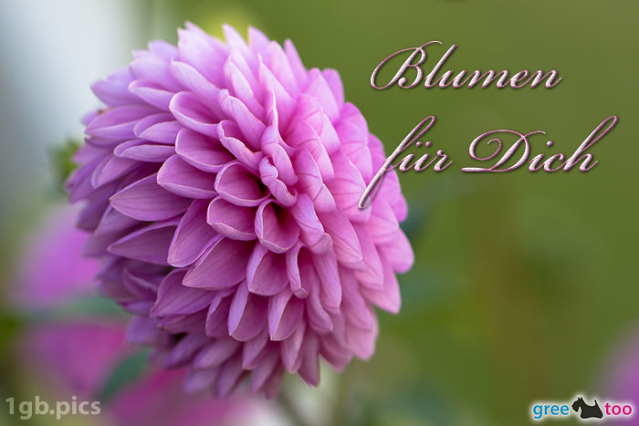 Lila Dahlie Blumen Fuer Dich