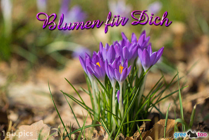 Blumen für dich von 1gbpics.com