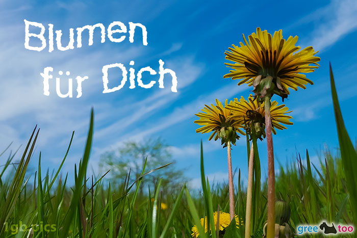 Loewenzahn Himmel Blumen Fuer Dich Bild - 1gb.pics