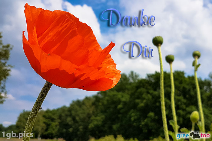 Mohnblume Danke Dir