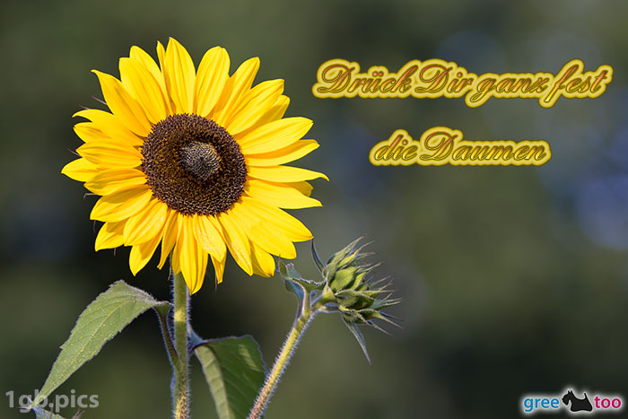 Sonnenblume Drueck Dir Ganz Fest Die Daumen