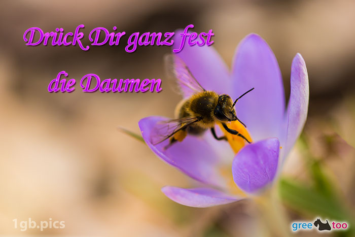 Krokus Biene Drueck Dir Ganz Fest Die Daumen