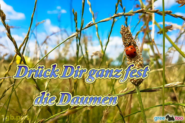 Marienkaefer Drueck Dir Ganz Fest Die Daumen