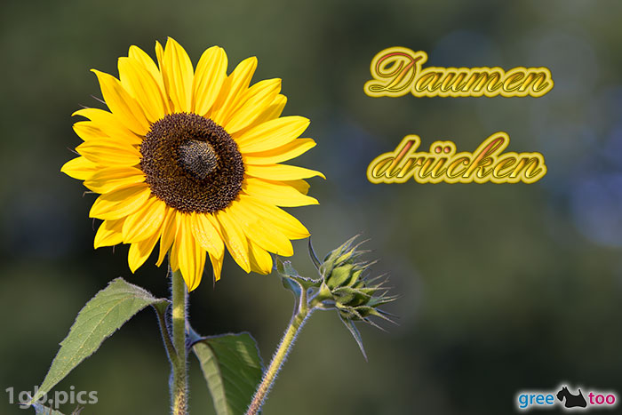 Sonnenblume Daumen Druecken Bild - 1gb.pics