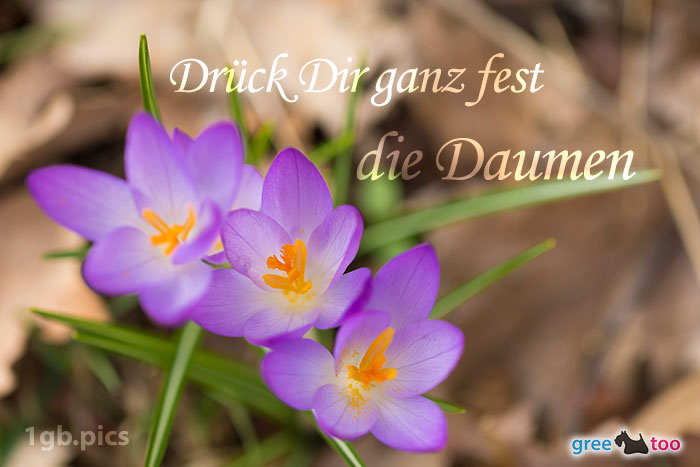 Lila Krokus Drueck Dir Ganz Fest Die Daumen Bild - 1gb.pics