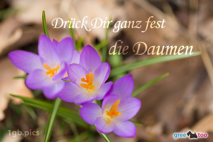 Lila Krokus Drueck Dir Ganz Fest Die Daumen