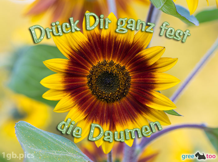 Sonnenblume Drueck Dir Ganz Fest Die Daumen Bild - 1gb.pics