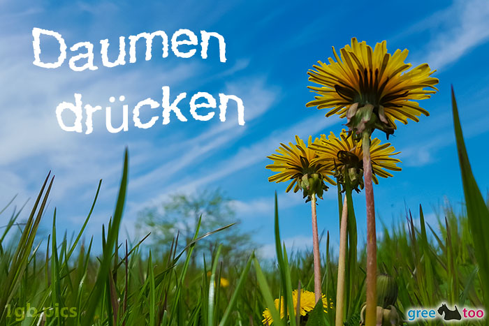 Loewenzahn Himmel Daumen Druecken