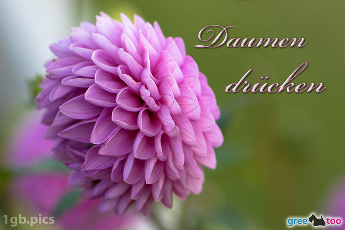 Lila Dahlie Daumen Druecken