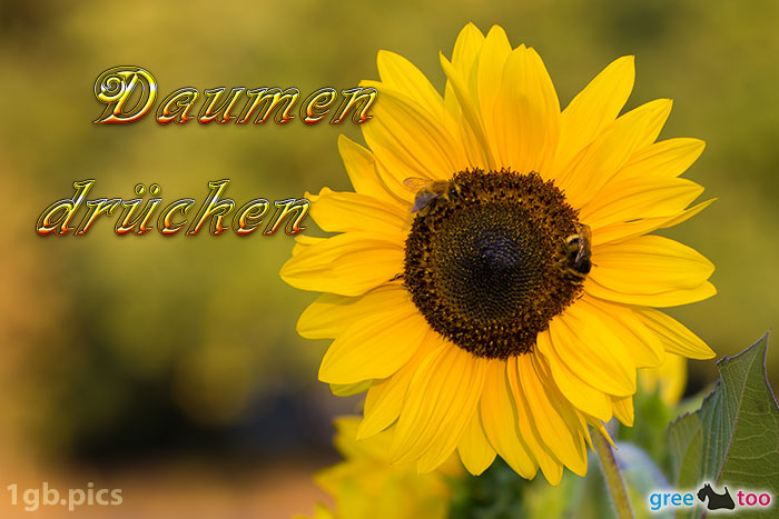 Sonnenblume Bienen Daumen Druecken Bild - 1gb.pics