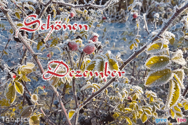 Hagebuttenstrauch Frost Schoenen Dezember Bild - 1gb.pics