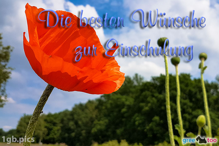 Mohnblume Die Besten Wuensche Zur Einschulung