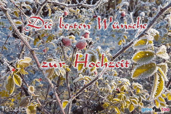 Hagebuttenstrauch Frost Die Besten Wuensche Zur Hochzeit Bild - 1gb.pics