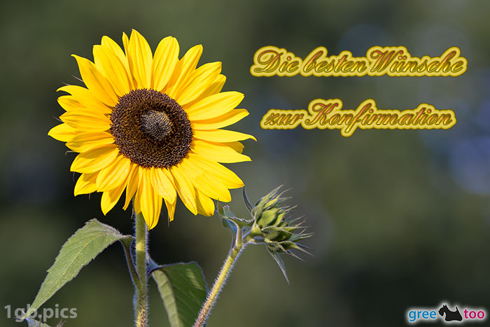 Sonnenblume Die Besten Wuensche Zur Konfirmation