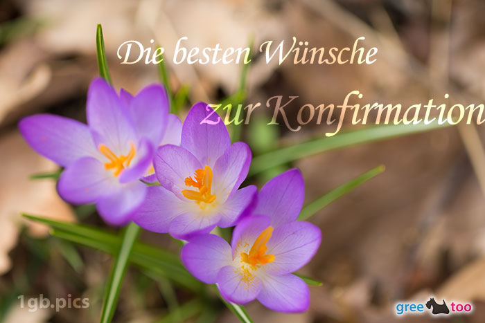 Lila Krokus Die Besten Wuensche Zur Konfirmation