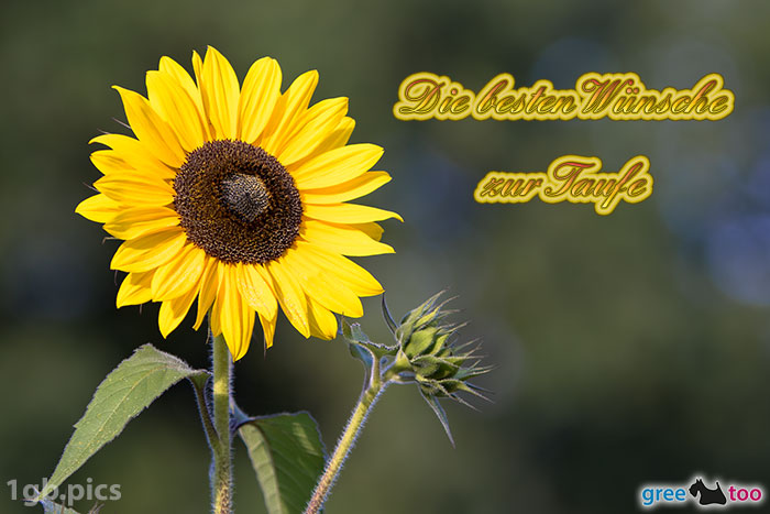 Sonnenblume Die Besten Wuensche Zur Taufe