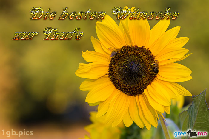 Sonnenblume Bienen Die Besten Wuensche Zur Taufe