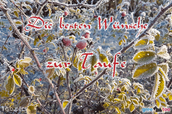 Hagebuttenstrauch Frost Die Besten Wuensche Zur Taufe Bild - 1gb.pics